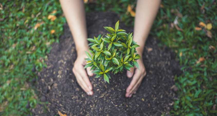 Environmental benefits of plants