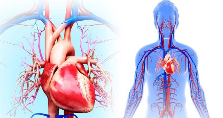 Heart Disease: Understanding, Diagnosis, and Treatment
